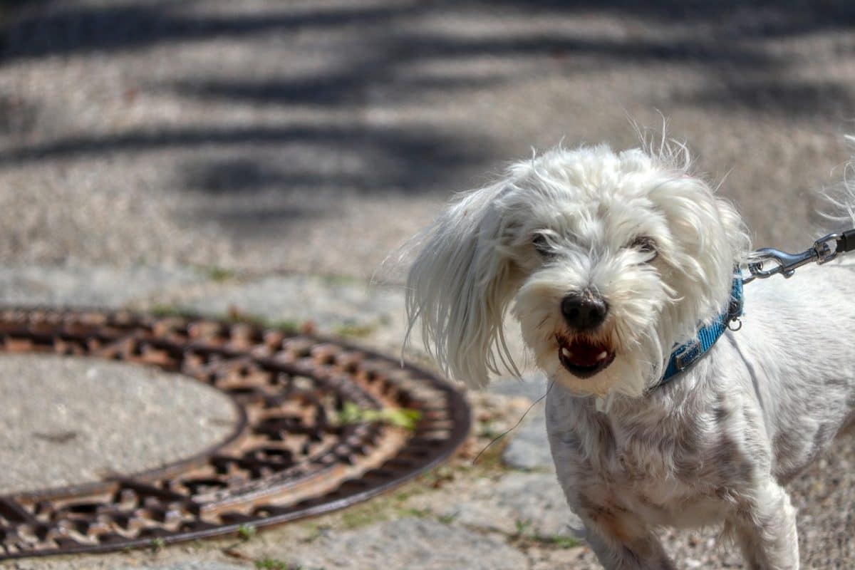 découvrez des conseils pratiques, des astuces et des ressources essentielles pour les propriétaires de chiens. apprenez à mieux comprendre et élever votre compagnon à quatre pattes pour assurer son bien-être et renforcer votre lien.