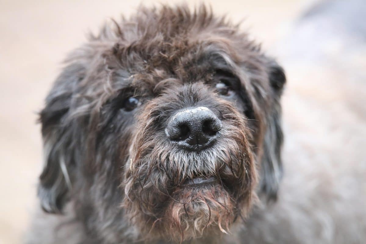 Les chiens de troupeau à l’honneur lors des Journées de la biodiversité et de la ruralité près de Saint-Lô