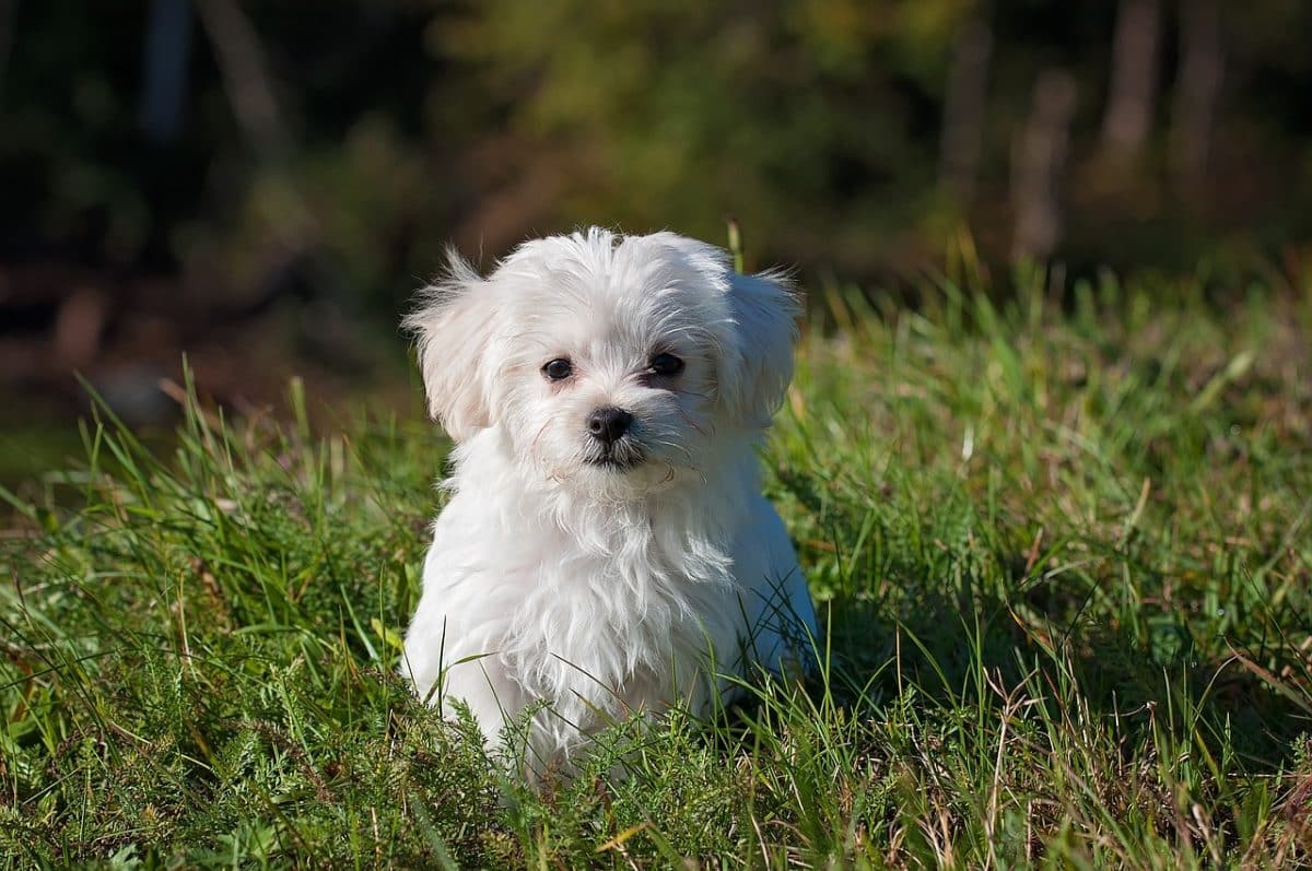 Un chien perdu nage sur 160 km et atteint une île mystérieuse