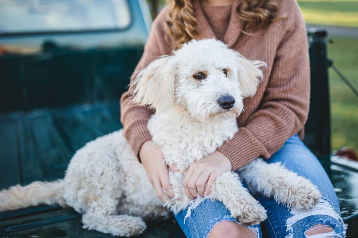 découvrez des conseils essentiels et des astuces pratiques pour tous les propriétaires d'animaux de compagnie. améliorez le bien-être de vos fidèles compagnons et partagez des moments inoubliables avec eux.
