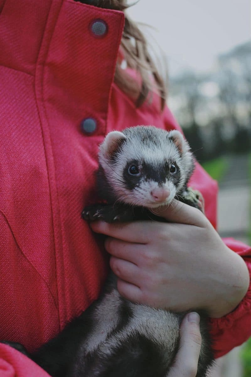 découvrez des conseils essentiels et des ressources pour les propriétaires d'animaux de compagnie. apprenez à prendre soin de vos amis à fourrure, à plumes ou à écailles, tout en assurant leur bien-être et leur bonheur.