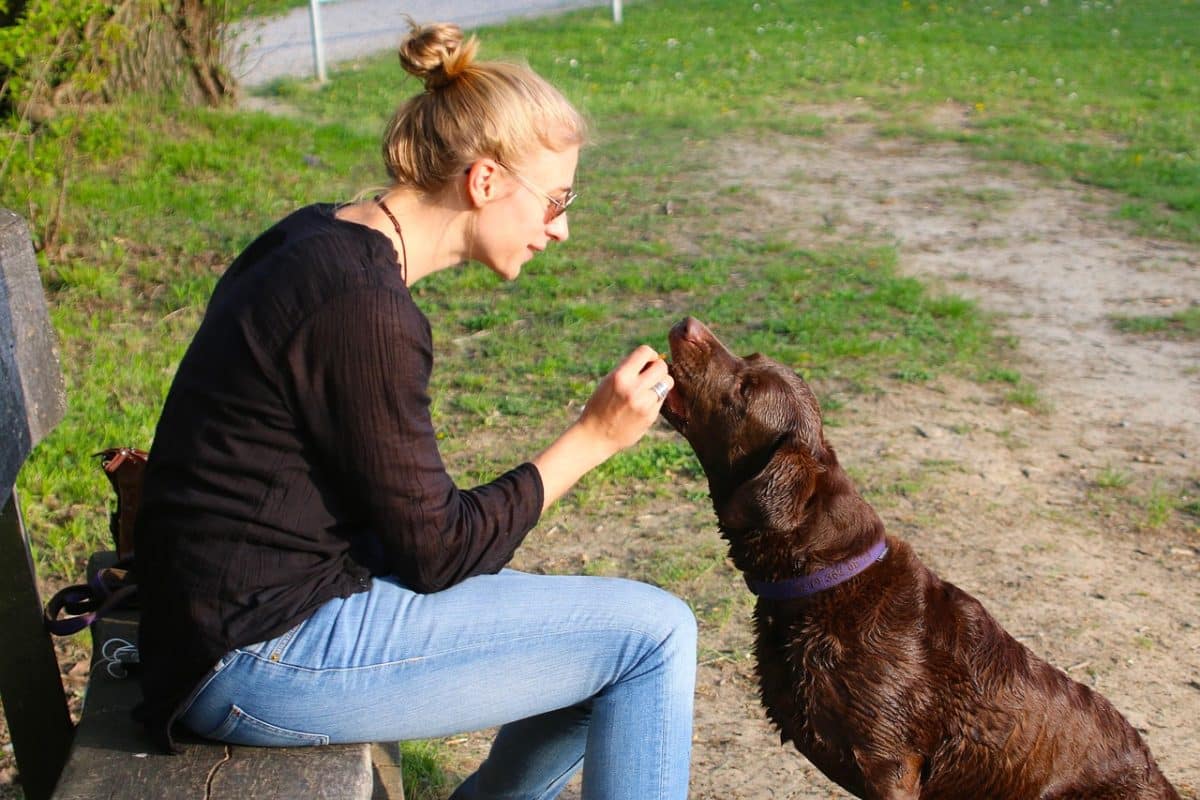 découvrez des conseils pratiques, des astuces et des ressources indispensables pour les propriétaires d'animaux. facilitez la vie de votre compagnon à quatre pattes et renforcez le lien qui vous unit.