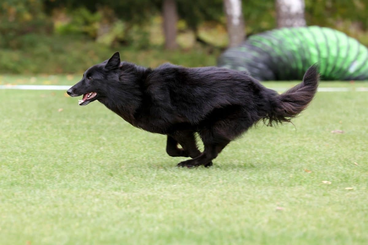 Les failles de l’agilité : comment bouger harmonieusement avec son chien