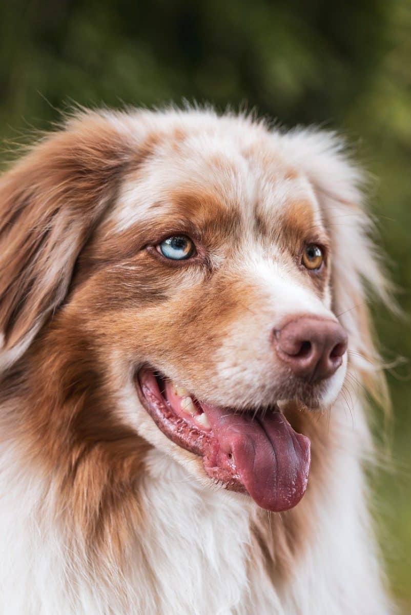 Un héros à quatre pattes : un chien alerte les villageois d’un glissement de terrain imminent