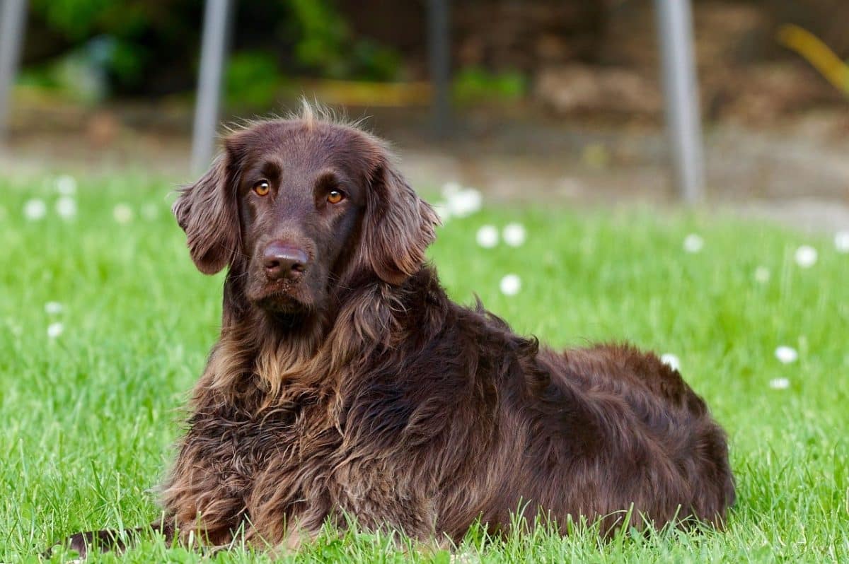 découvrez le monde fascinant des chiens : leur histoire, leur comportement, et comment les élever dans un environnement sain. que vous soyez un propriétaire passionné ou un amateur de cette espèce, trouvez ici des conseils et des informations pour apprécier au mieux votre fidèle compagnon.