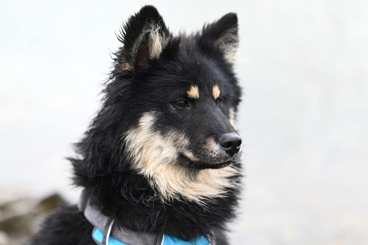 découvrez tout sur les chiens : leurs races, soins, comportements et conseils pour les bien éduquer. que vous soyez un passionné ou un futur propriétaire, plongez dans l'univers fascinant des chiens !