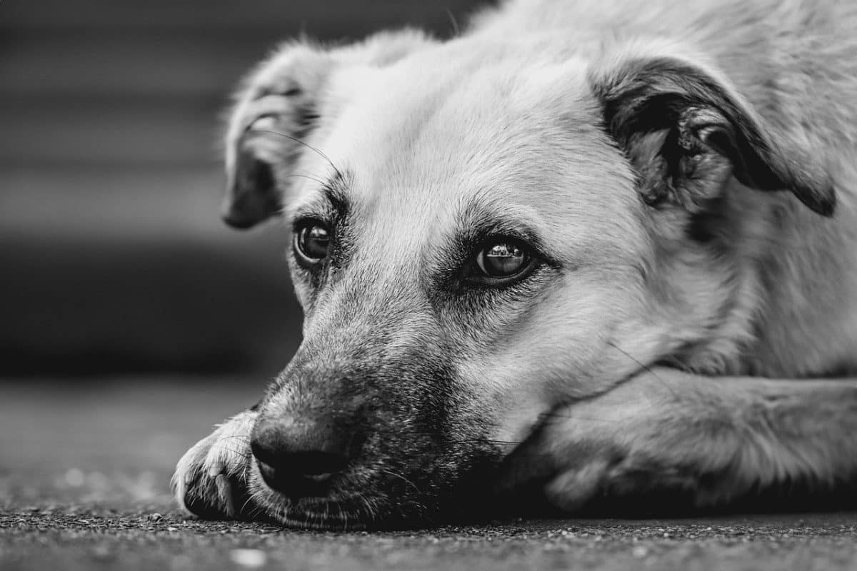 Un chien jamais adopté : un triste sort après 8 ans de vie en refuge