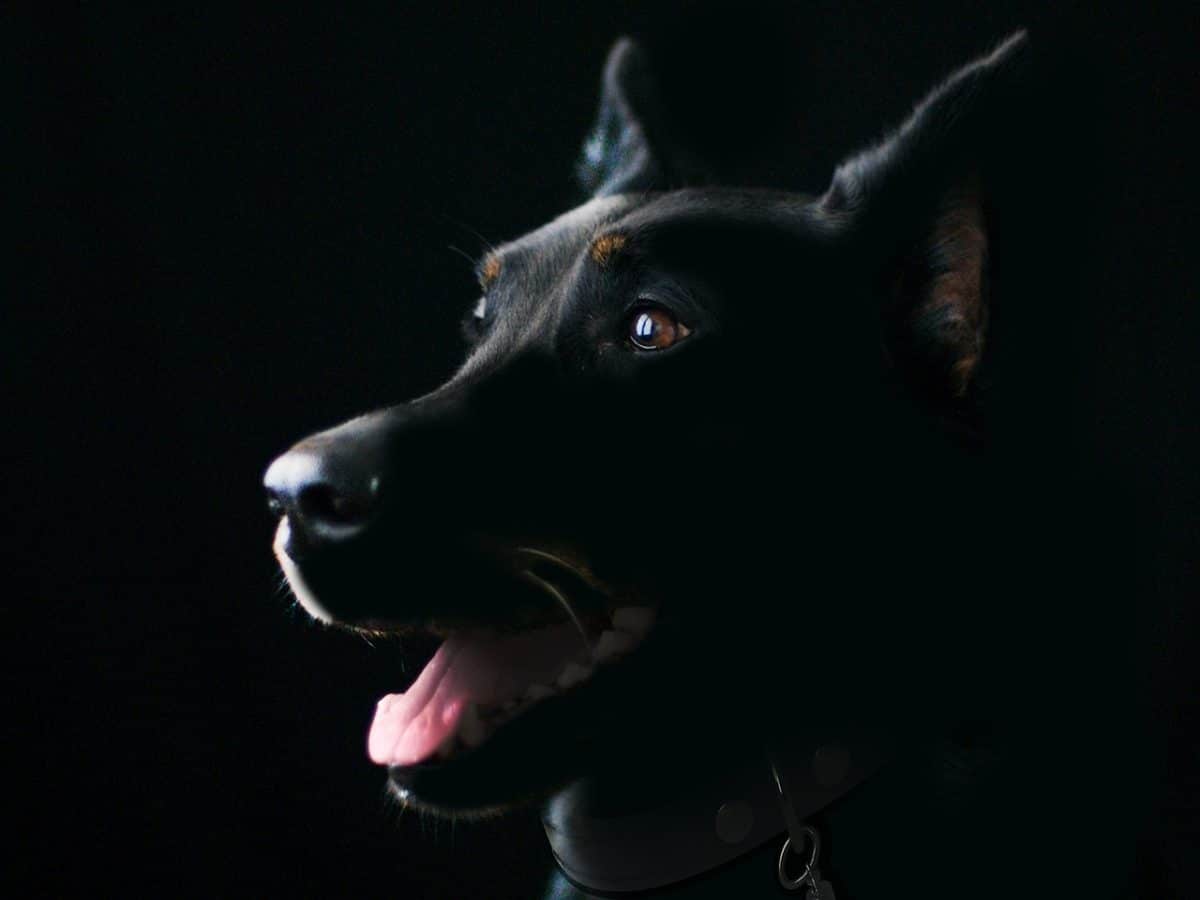 Un drame au Champ-de-Mars : une femme victime d’une agression mortelle pour son chien