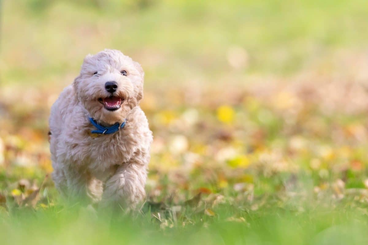 Un chien chute du troisième étage et nécessite une opération délicate : une décision choquante de la propriétaire