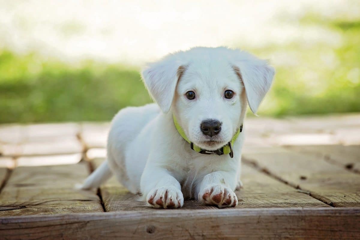 Un bébé de huit mois se trouve dans un état critique après avoir été attaqué par deux chiens en Isère