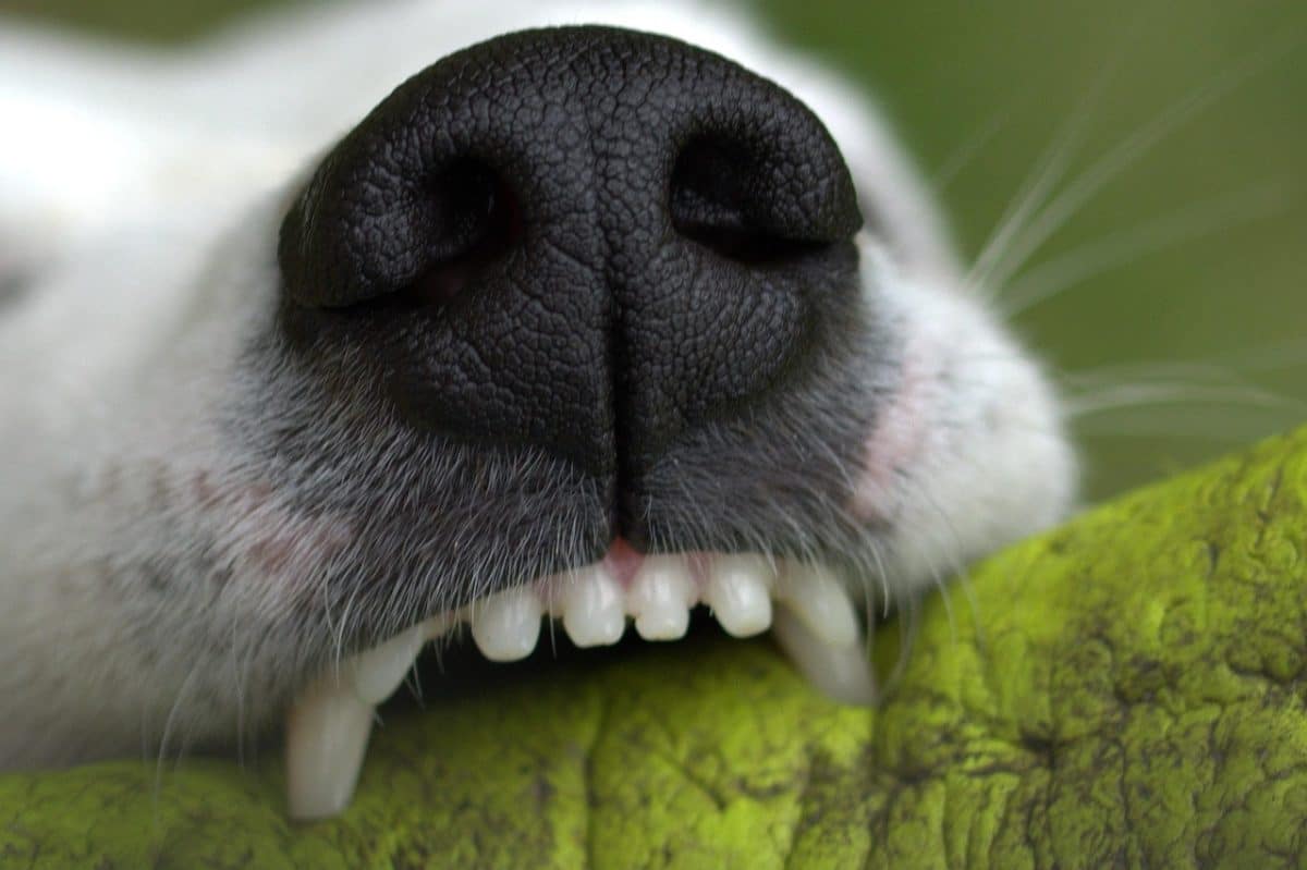 découvrez les causes, les symptômes et les traitements des morsures de chien dans cet article informatif. apprenez comment prévenir les incidents et prendre soin des victimes de morsures canines.