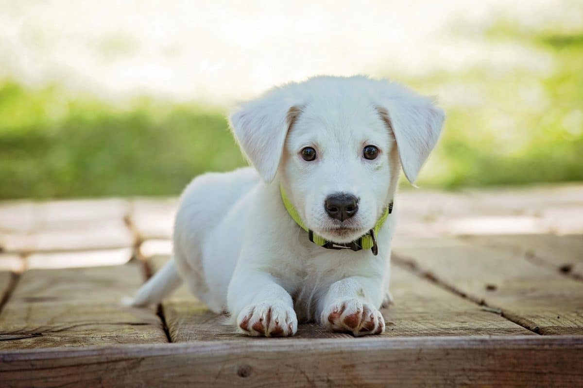 découvrez tout ce qu'il faut savoir sur les morsures de chien : causes, prévention et conseils de traitement pour assurer la sécurité des animaux et des humains. informez-vous sur les mesures à prendre après une morsure et l'importance de l'éducation canine.