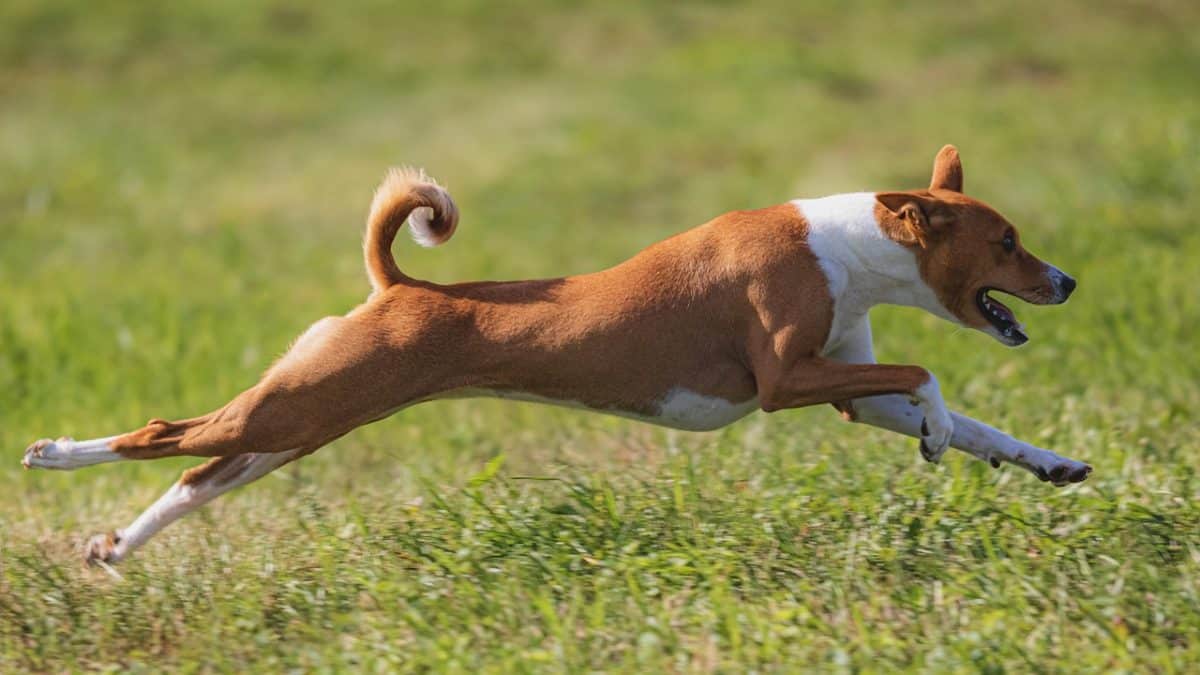 découvrez le parc à chiens, un espace dédié aux amoureux des animaux où vos compagnons à quatre pattes peuvent jouer librement, socialiser avec d'autres chiens et profiter d'un environnement sécurisé. parfait pour les promenades, les jeux et les moments de détente en plein air.