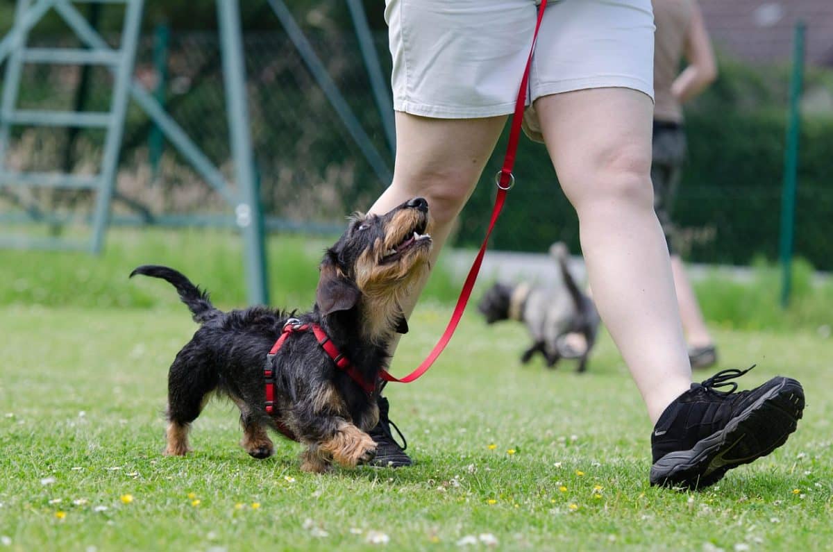L’éducation canine : une nécessité face à l’augmentation des incidents liés aux chiens