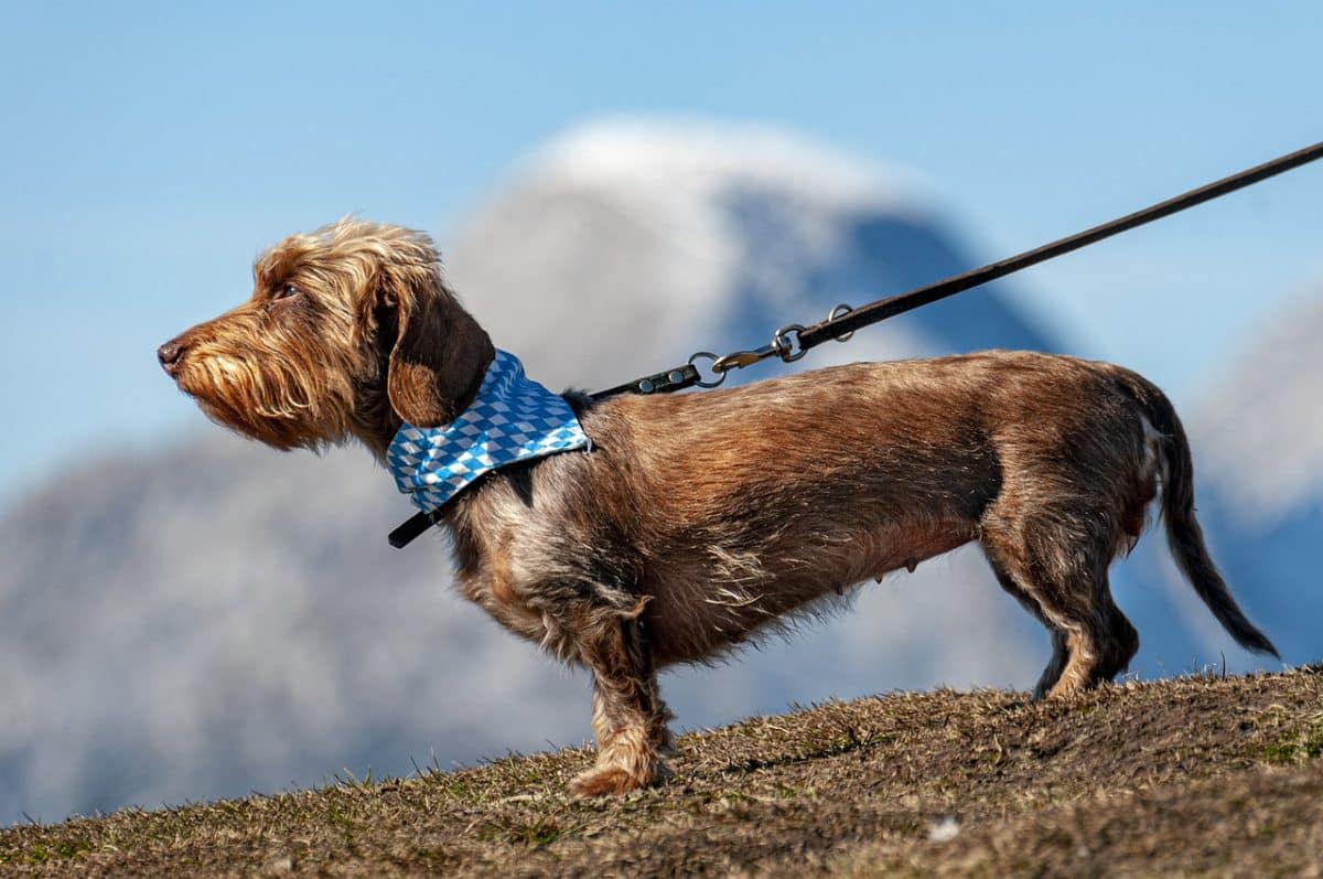 Isère. La traditionnelle marche canine fait son retour à Voiron ce samedi