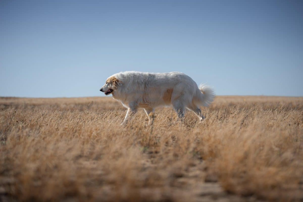 La Marche du chien : une deuxième édition animée par un escape game et une chasse aux œufs à Voiron
