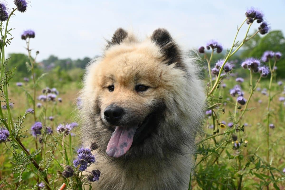 découvrez l'univers fascinant des chiens : comportement, soins, éducation et bien-être. apprenez à mieux comprendre votre compagnon à quatre pattes et à renforcer votre lien avec lui.