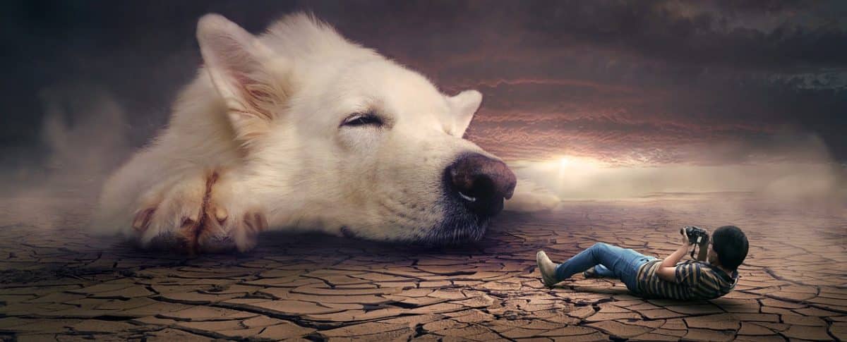 Un chien énigmatique explore la Manche pendant des mois, des bénévoles se mobilisent pour le retrouver