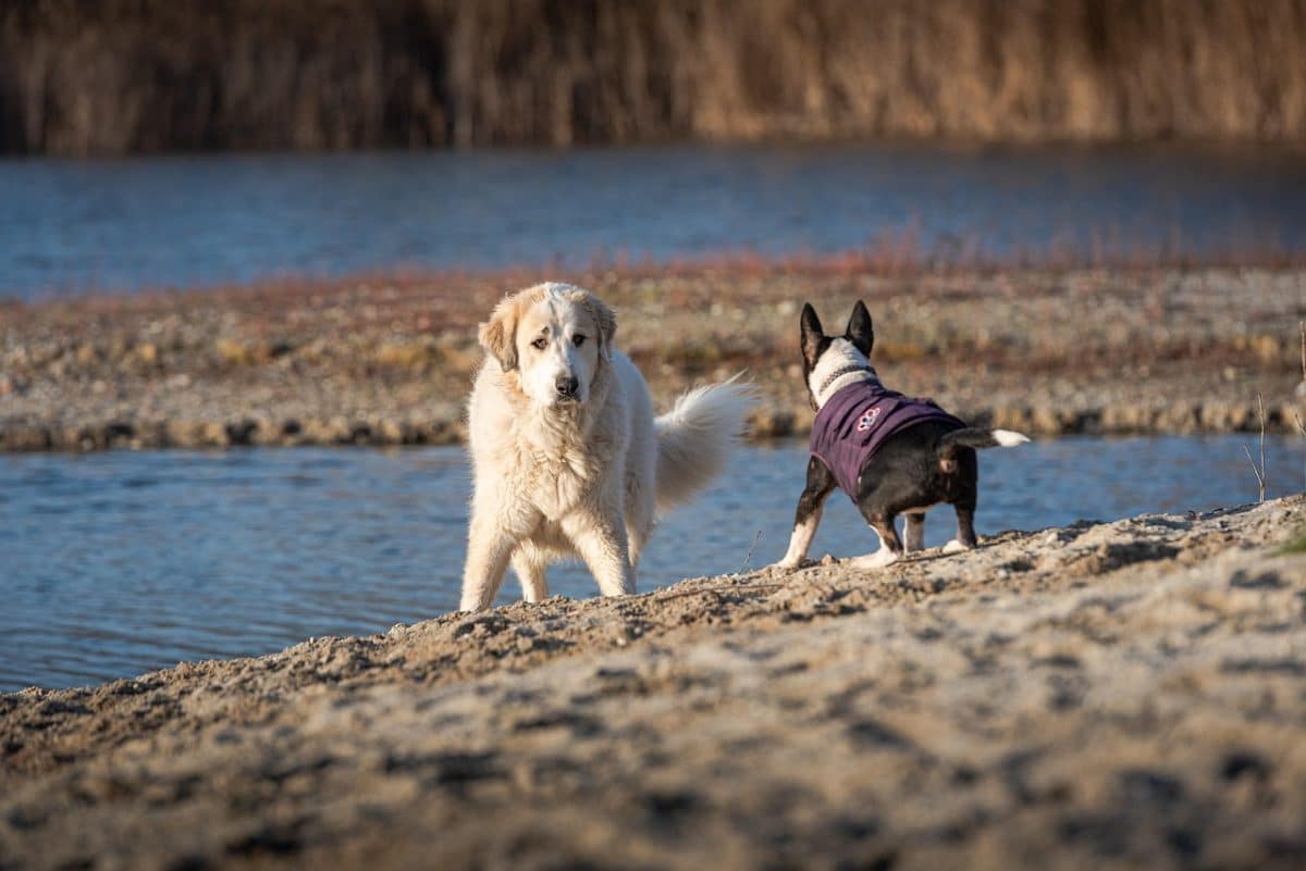 En randonnée en montagne, comment réagir face à un chien patou ?