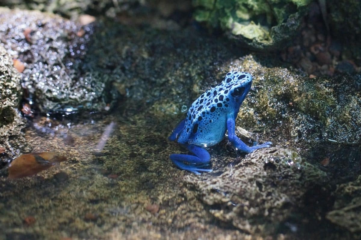 découvrez l'univers fascinant des poisons, entre mystères scientifiques et histoires captivantes. explorez les différents types de poisons, leur utilisation en médecine et leurs dangers, tout en apprenant comment ils ont influencé la culture et l'histoire à travers les âges.