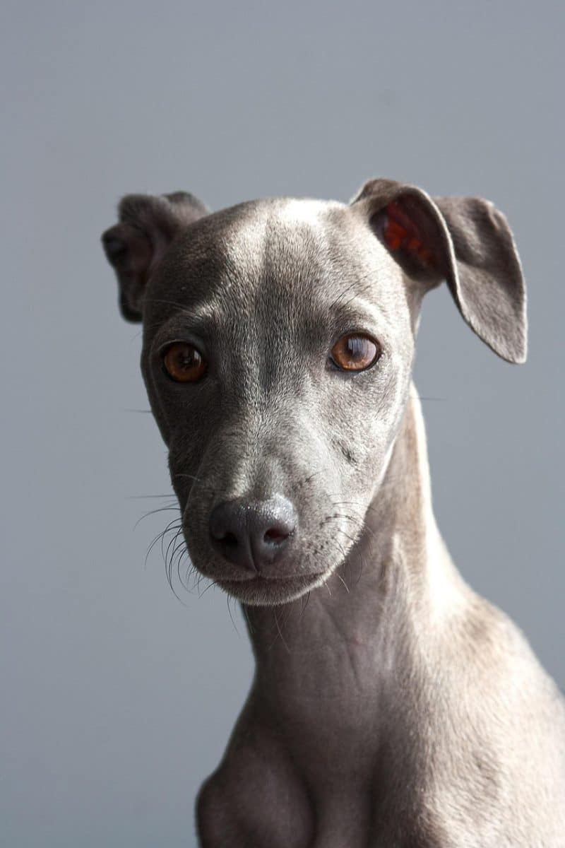 découvrez tout sur les chiens : soins, éducation, races et conseils pour un compagnon heureux et en bonne santé. explorez notre guide complet pour les amoureux des chiens.