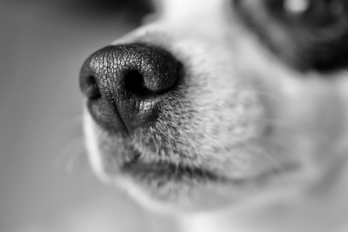 Un jack russell gravement blessé à carcassonne lors d’une attaque de chien dans les bras de sa maîtresse