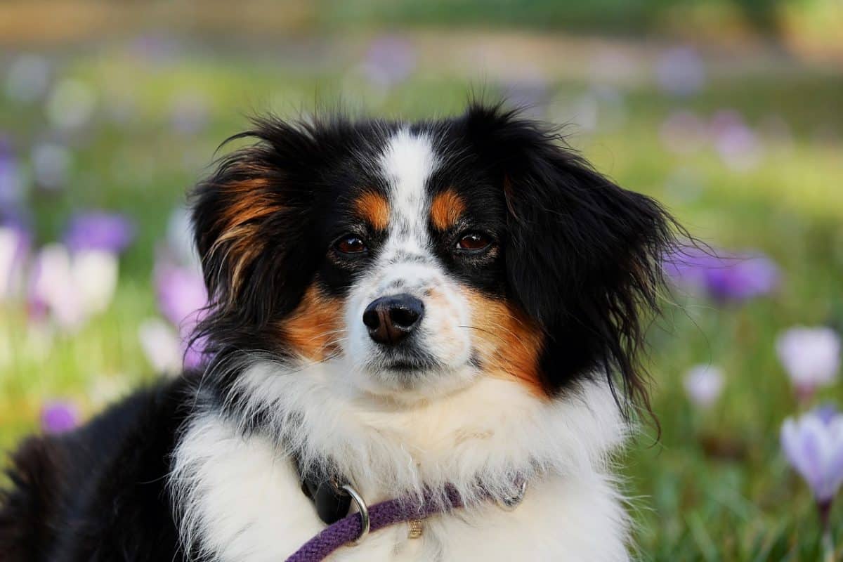 L’incroyable parcours d’Hera, le chien disparu depuis 11 ans, retrouvé en Normandie, souligne également le manque d’investigations sur ces affaires