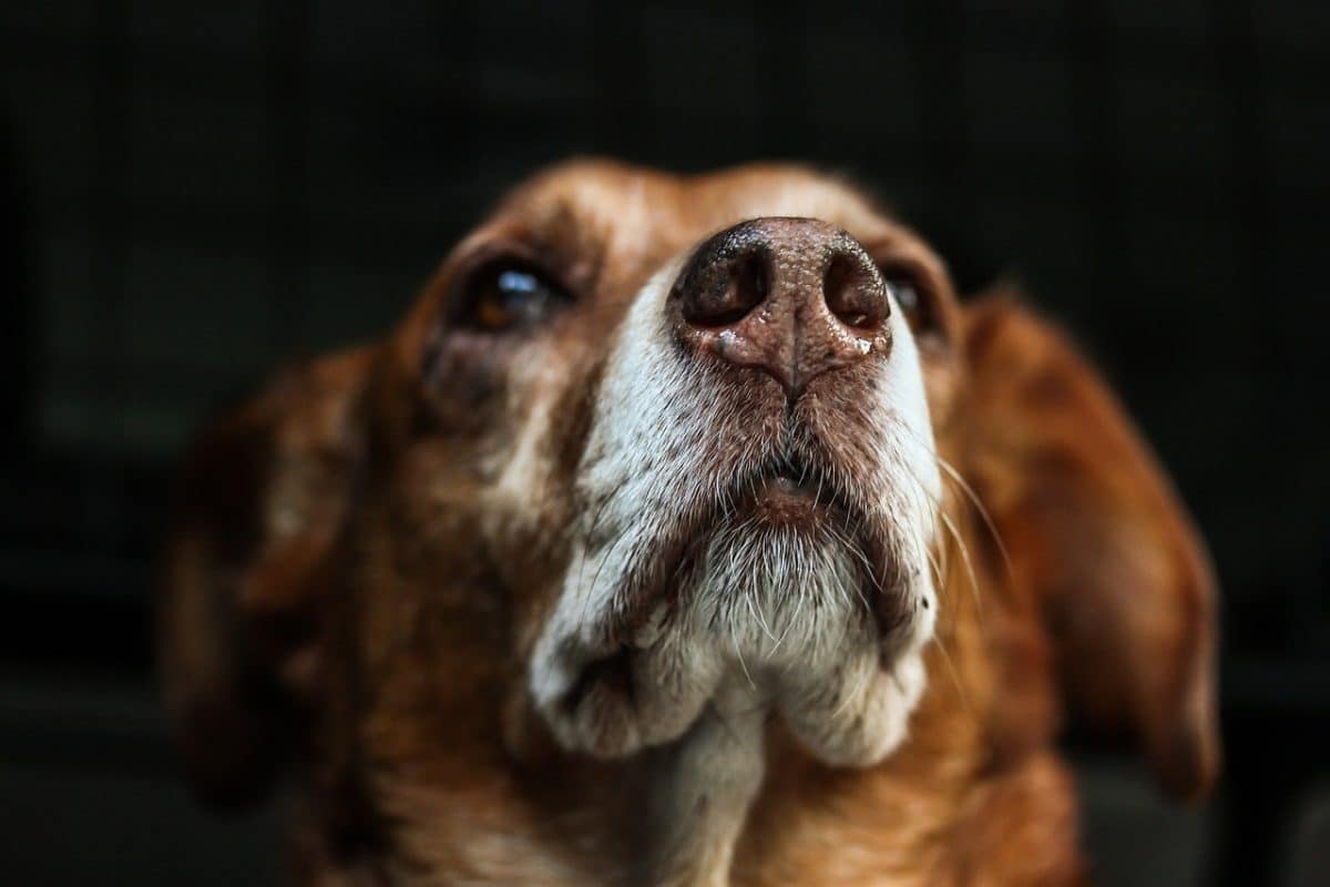 l’utilisation de la muselière pour chien en milieu urbain : obligations et conseils pour protéger votre animal lors des promenades